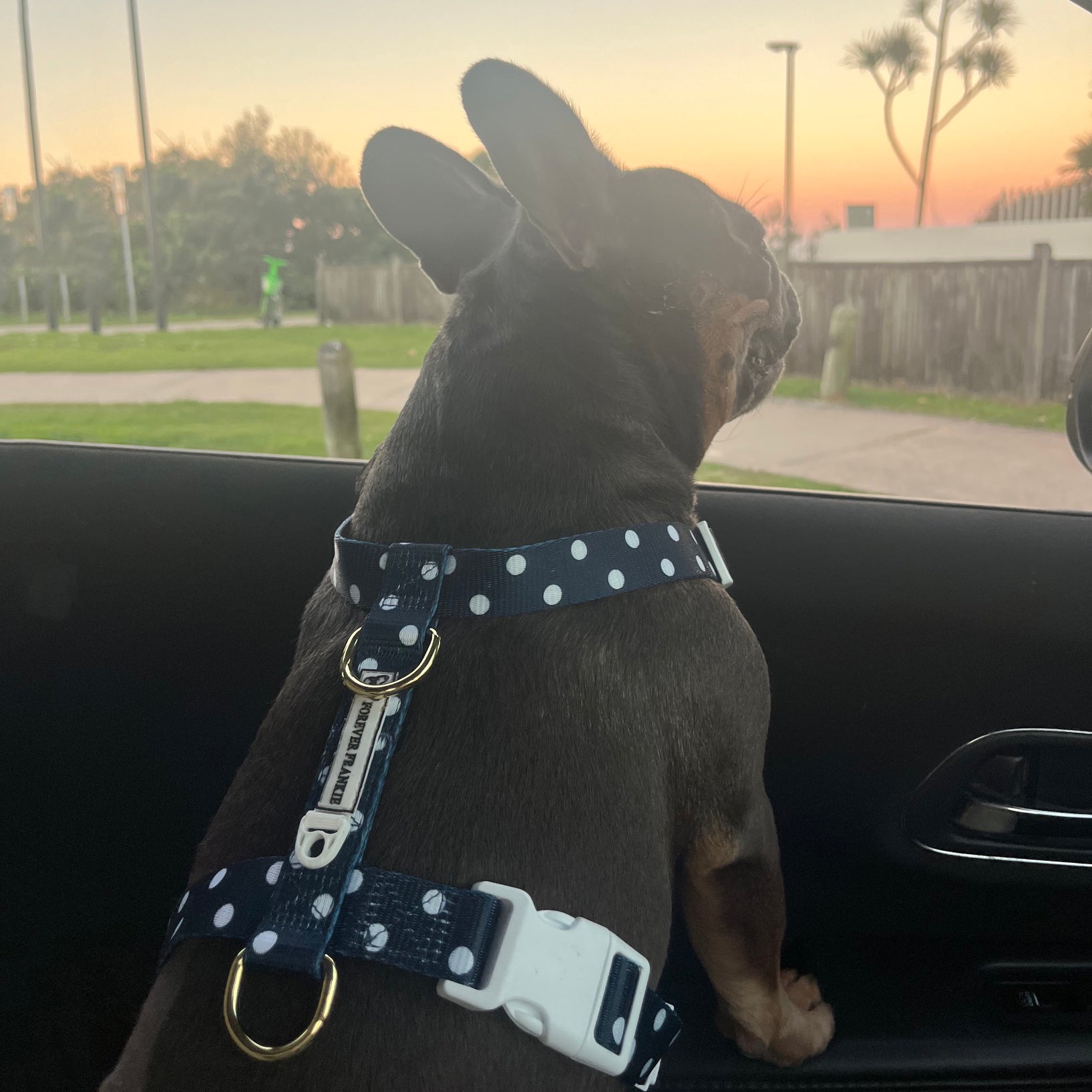 Navy Polka Dot - Luxe Strap Harness