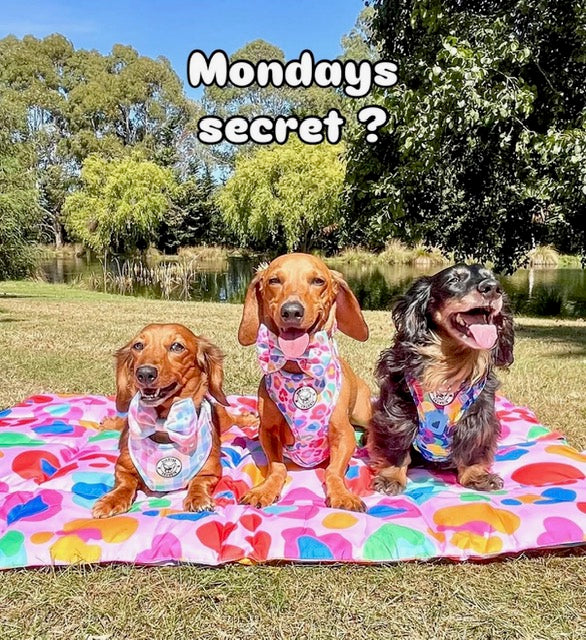 Cheetah Party - Adventure Mat