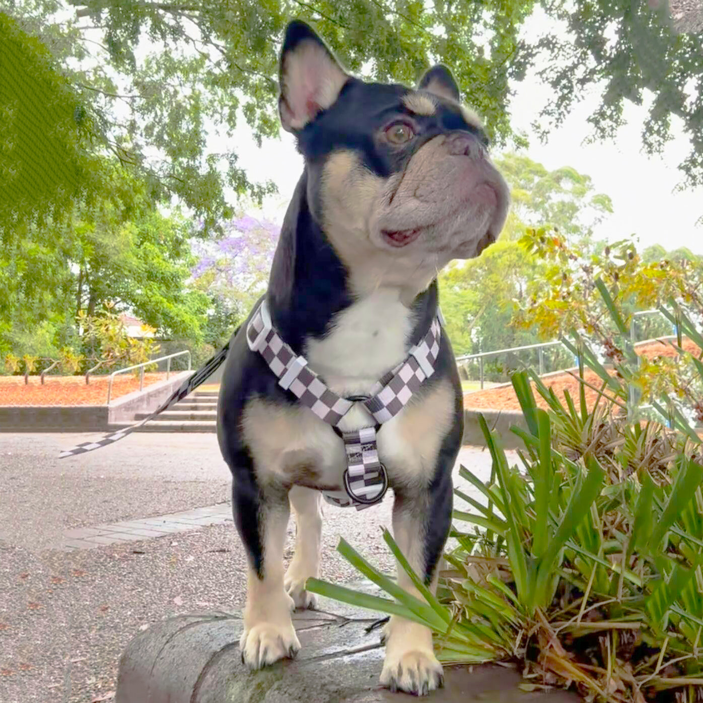 Cocoa Check - Luxe Strap Harness