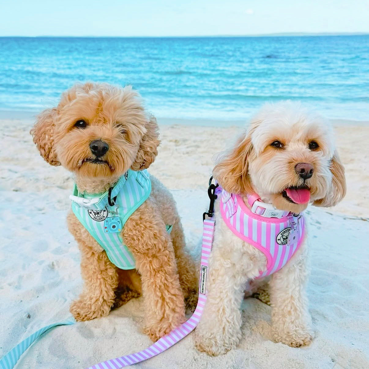 Pink Candy Stripe - Adjustable Harness