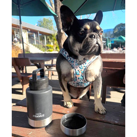 Black Portable Human / Dog Stainless Steel Adventure Drink Bottles