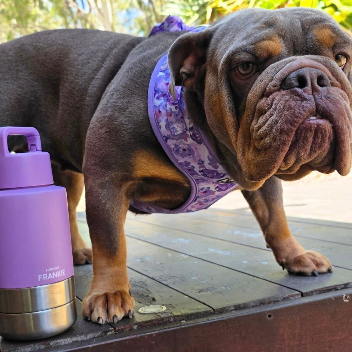 Lavender Portable Human / Dog Stainless Steel Adventure Drink Bottles
