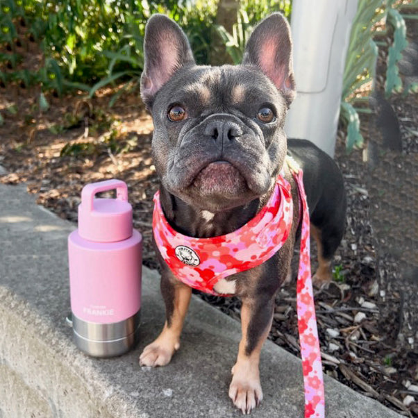 Pink Portable Human / Dog Stainless Steel Adventure Drink Bottles