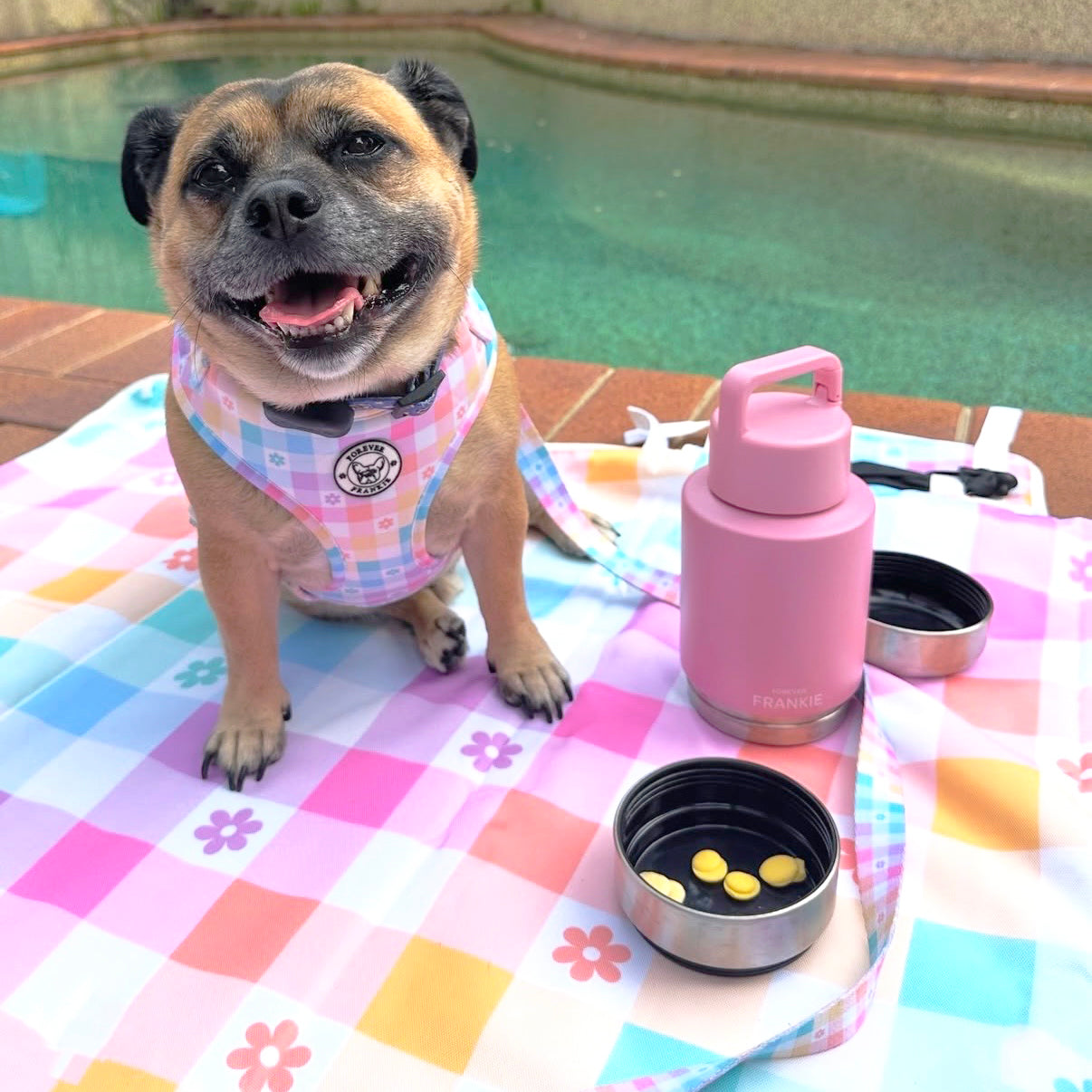 Pink Portable Human / Dog Stainless Steel Adventure Drink Bottles