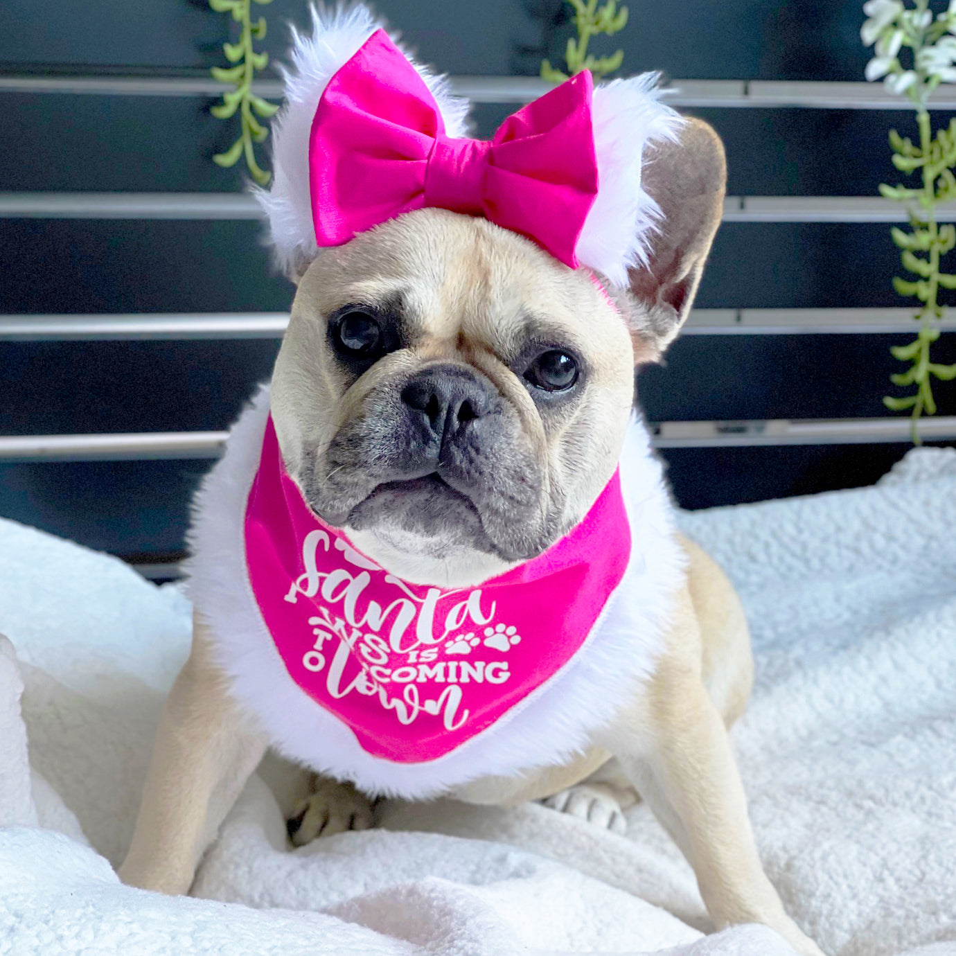 'Santa Paws is coming to Town' Bandana - Pink-SMALL