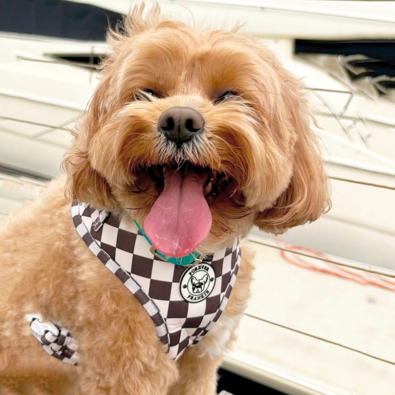 Cocoa Check - Adjustable Harness