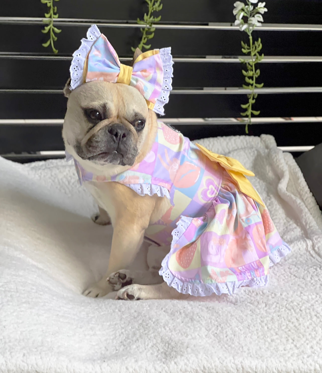 Tutti Frutti Surprise - Ruffles Dog Dress with bow (Limited Edition)