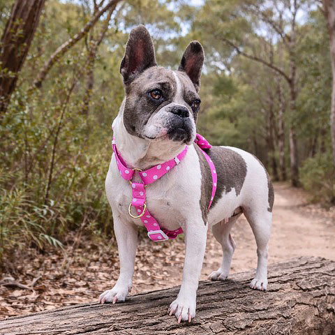 Classic Pink Spot - Luxe Strap Harness