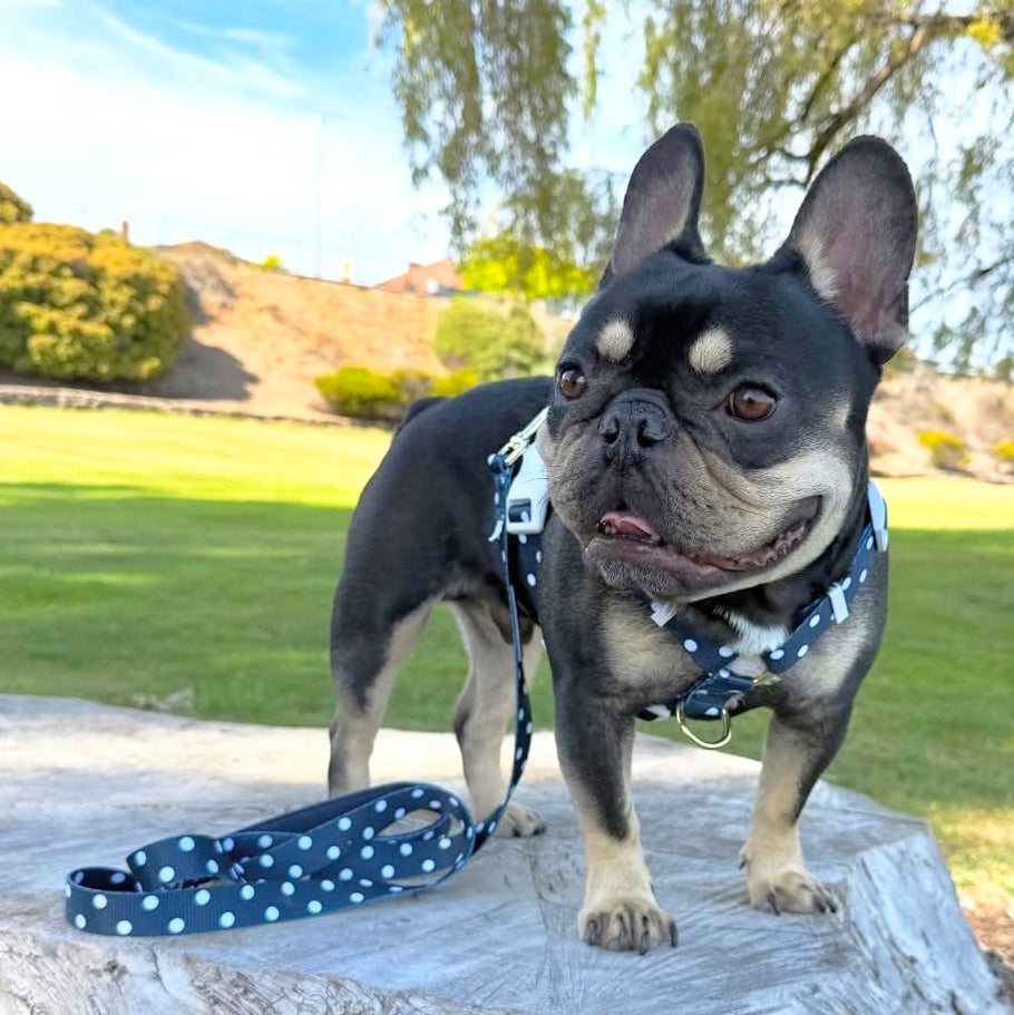 Classic Blue Spot - Luxe Strap Harness