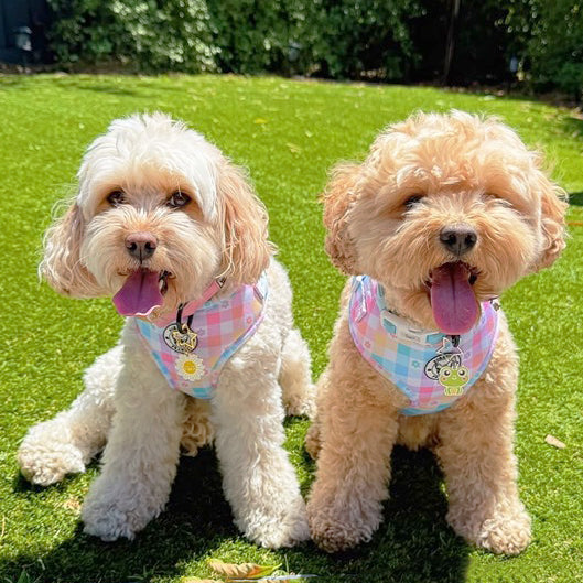 Gingham Wonderland - Adjustable Harness