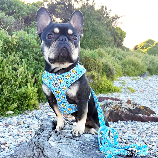 Happy Days - Adjustable Harness