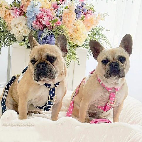 Classic Pink Spot - Luxe Strap Harness