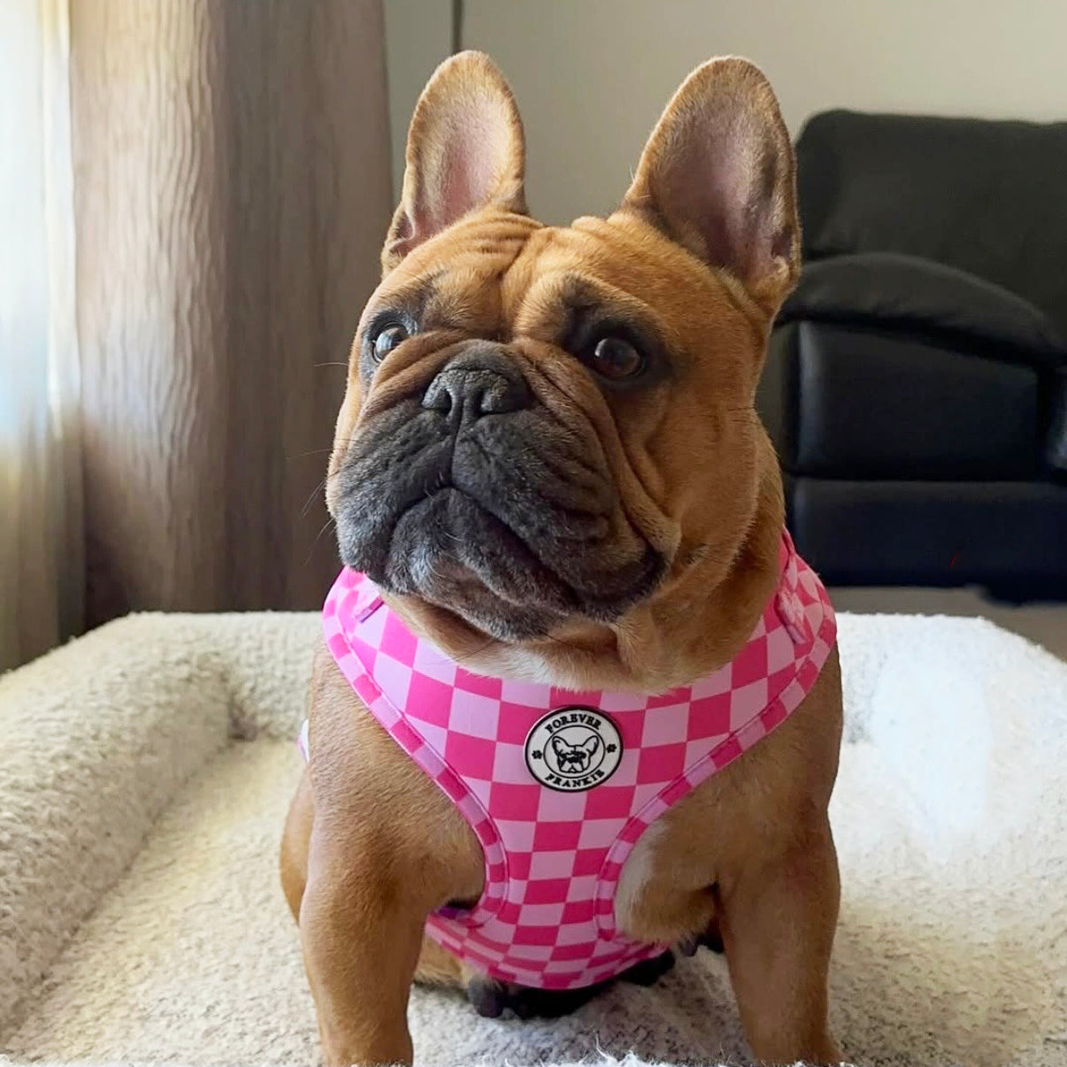 Pink Lemonade Check - Adjustable Harness