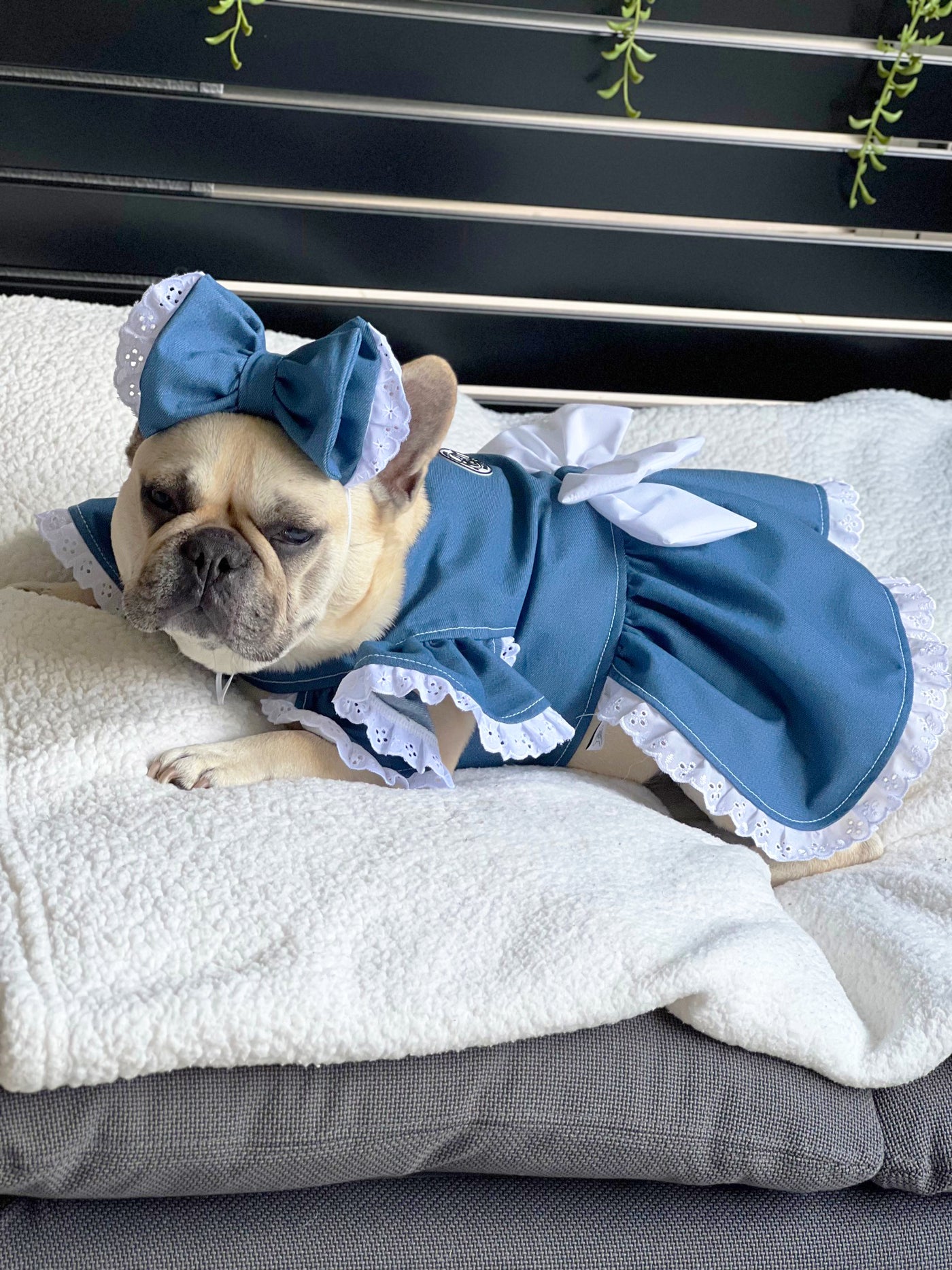 Denim & Lace - Ruffles Dog Dress with bow (Limited Edition)