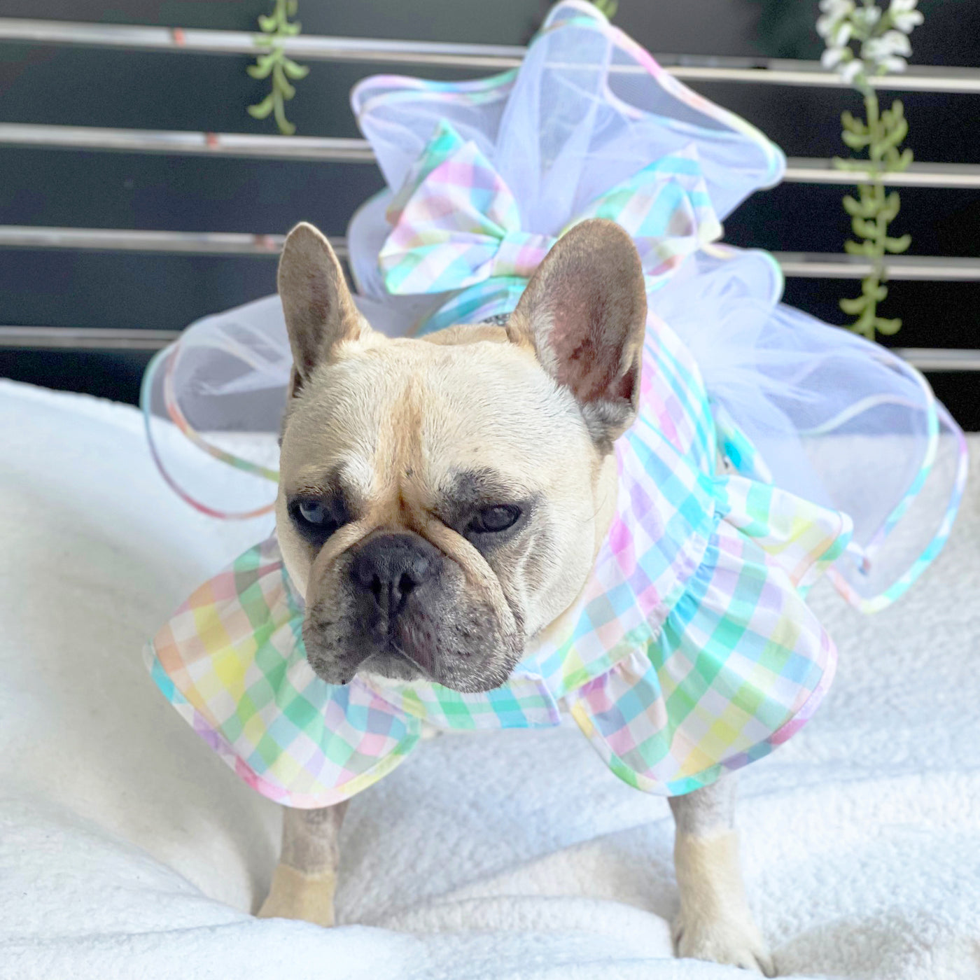 Whimsical Gingham Dog Dress (Limited Edition)