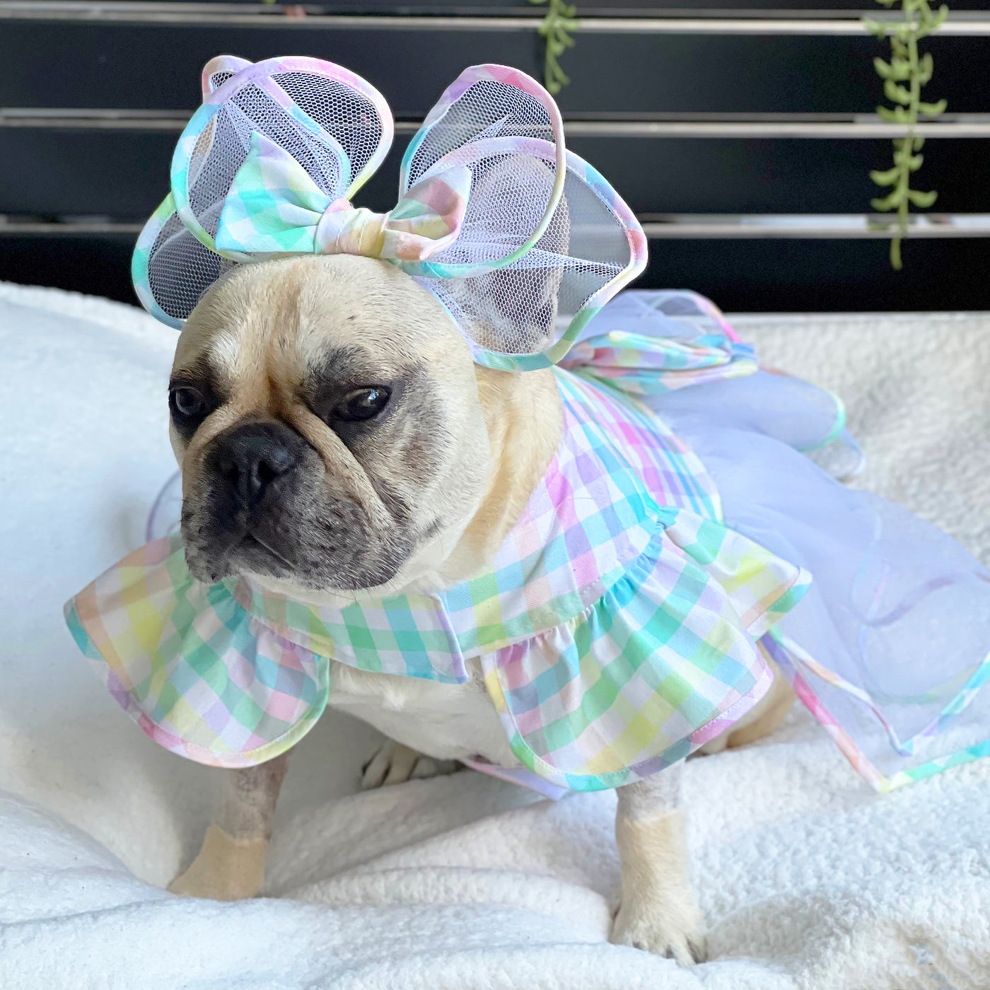 Whimsical Gingham Dog Dress (Limited Edition)