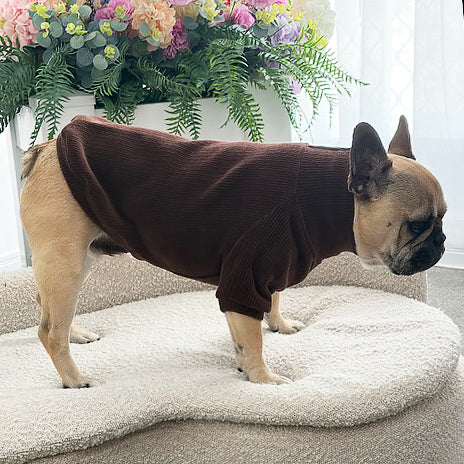 Cocoa Cord - Dog Skivvy