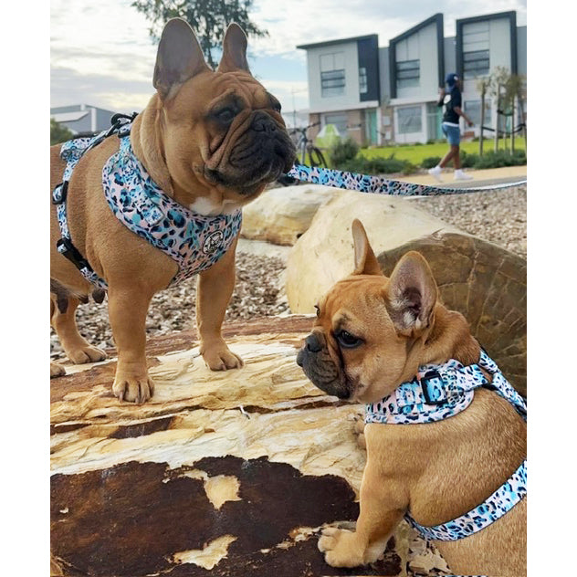 Jungle Fever - Adjustable Harness