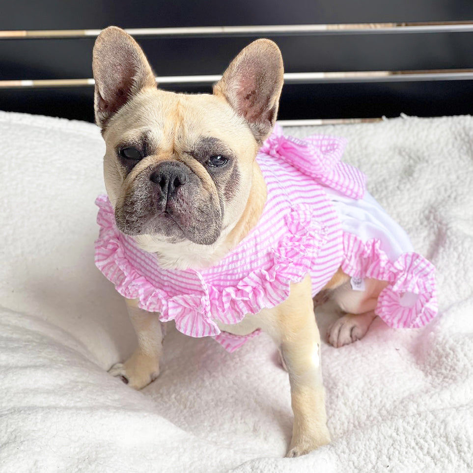 Luxe Pink Gingham Seersucker Dog Dress (Limited Edition)