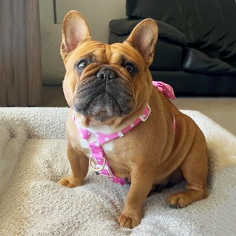 Pink Polka Dot - Luxe Strap Harness