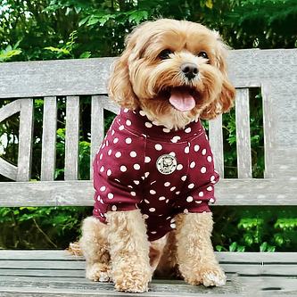 Sweet Berry Spot Skivvy - Dog Skivvy