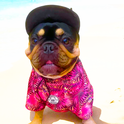 Tropical Paradise with Frill - Sun & Sand Rashie UV 50+