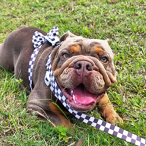 Cocoa Check - Luxe Strap Harness