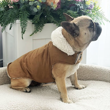 Alpine Suede Sherpa Collar - Dog Wind Jacket