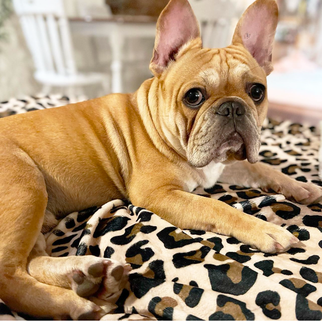 Born To Be Wild - Extra Soft Pet Blanket