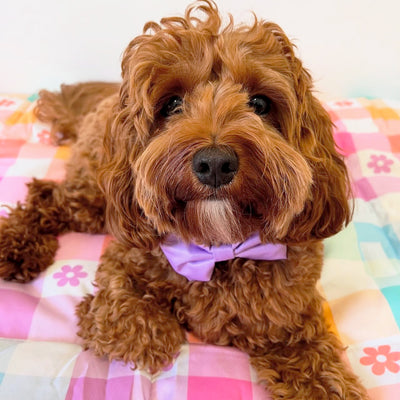 Lilac - Bow Tie