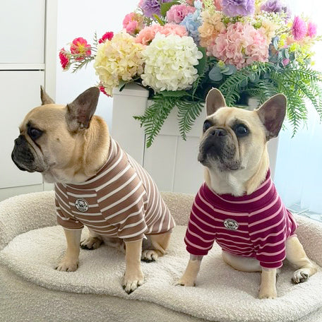Cocoa Stripe Skivvy - Dog Skivvy