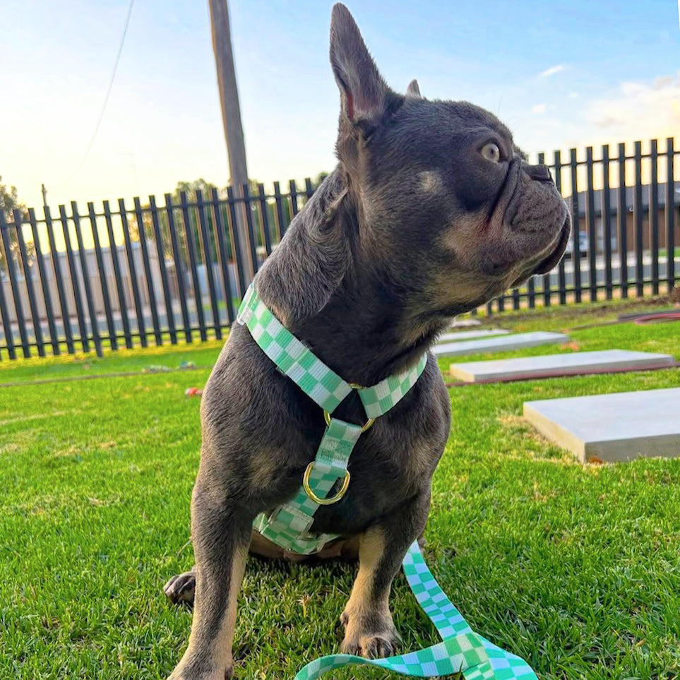 Green Check - Luxe Strap Harness