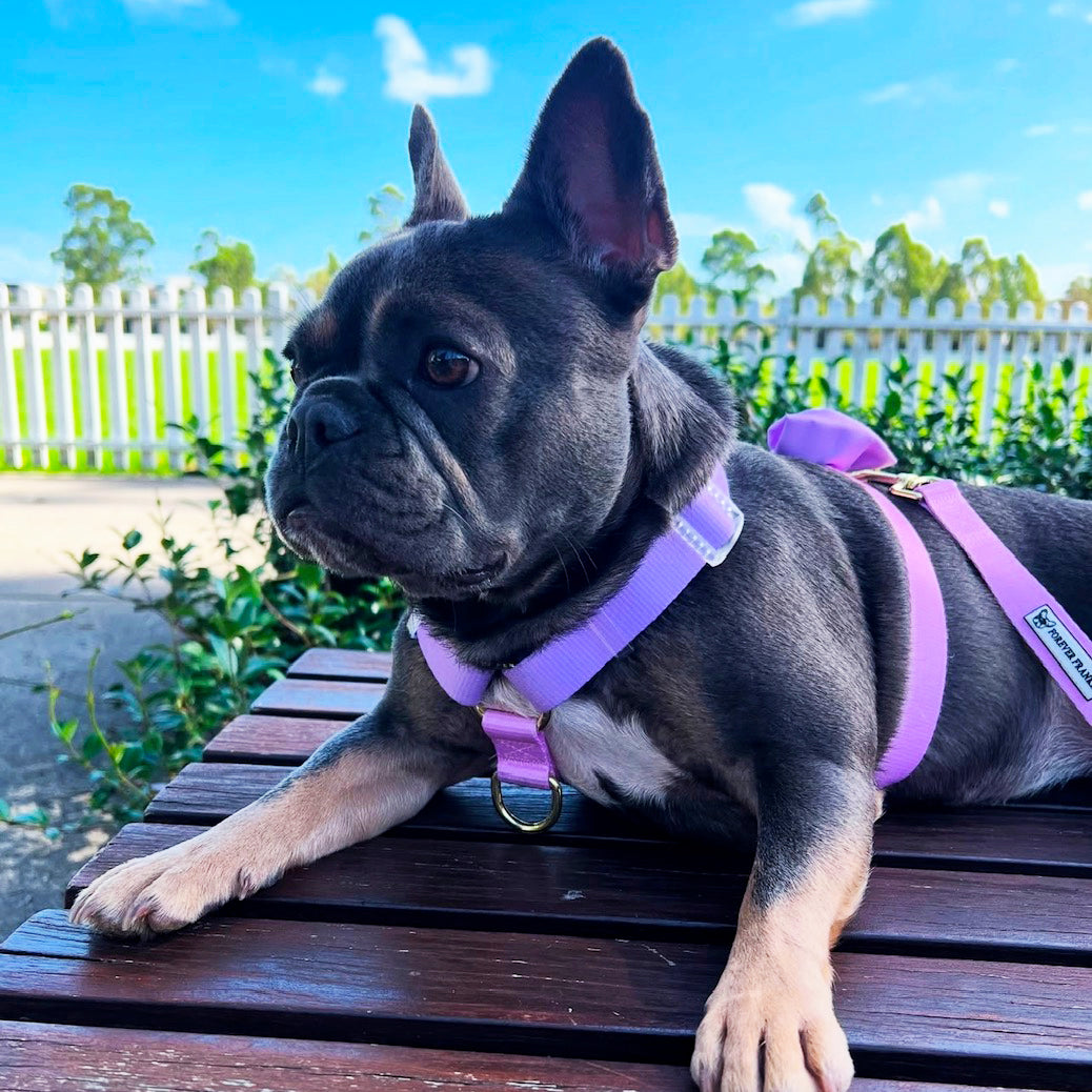 Pastel Pink / Lavender - Luxe Strap Harness