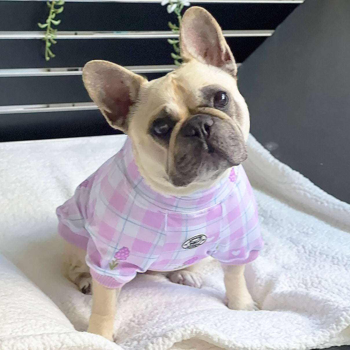 Luxe-Gingham Lavender Dream Dog Skivvy