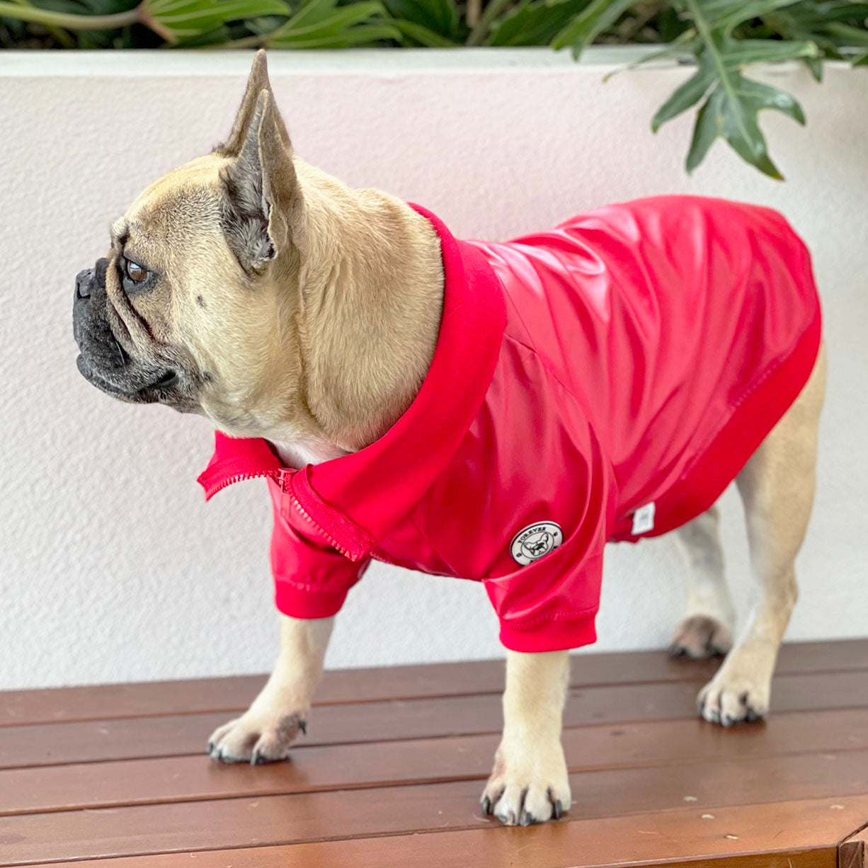 Leader of the Pack Dog Faux Red Leather Jacket   (Limited Edition)
