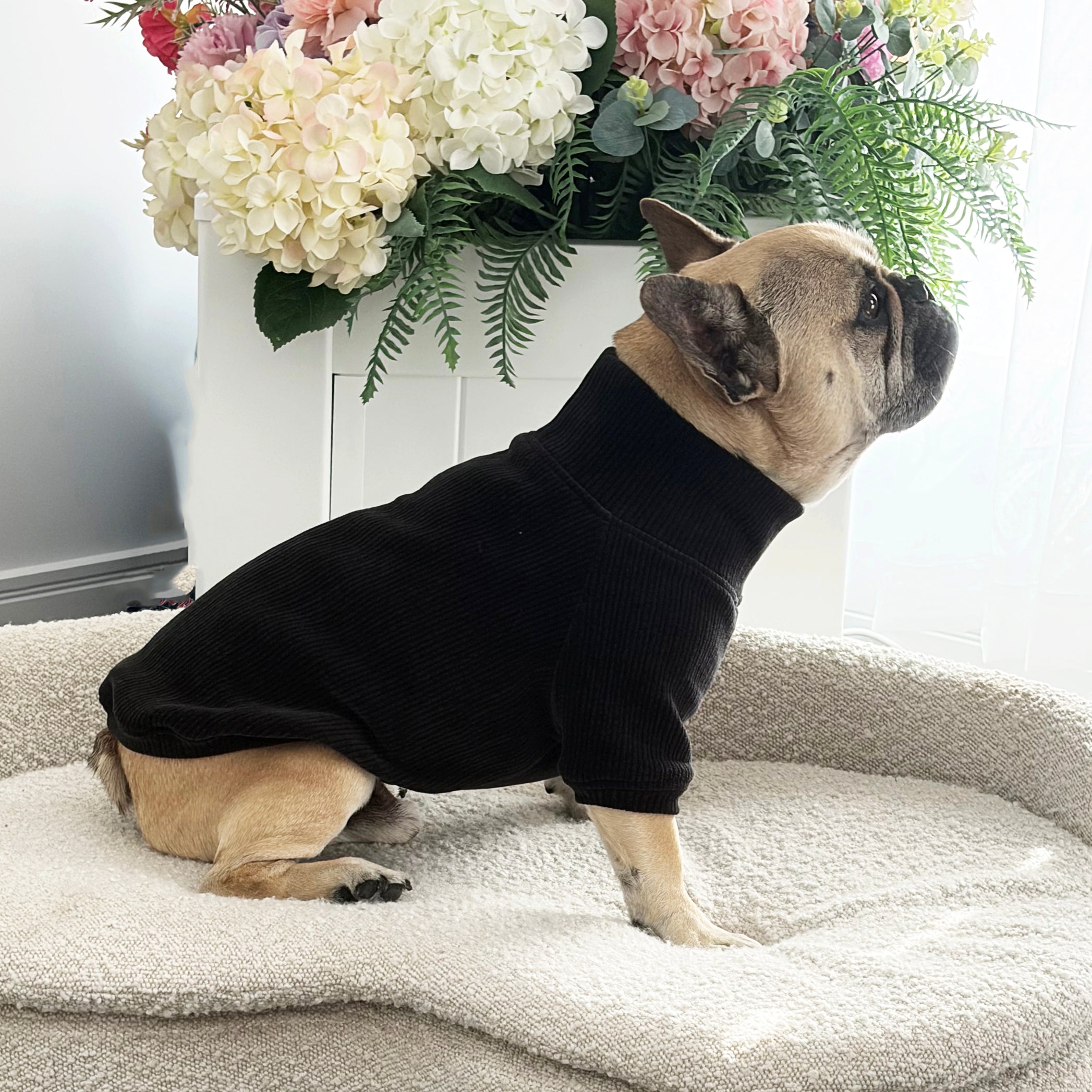 Classic Black - Dog Skivvy