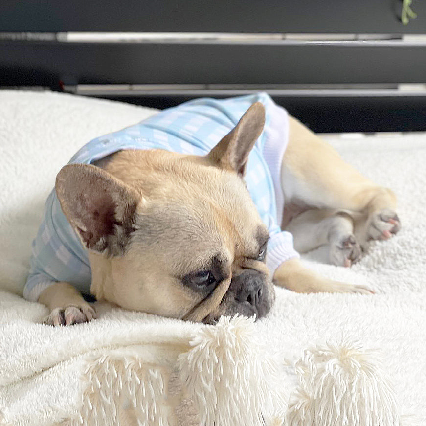 Luxe-Seafoam Snuggles Dog Skivvy