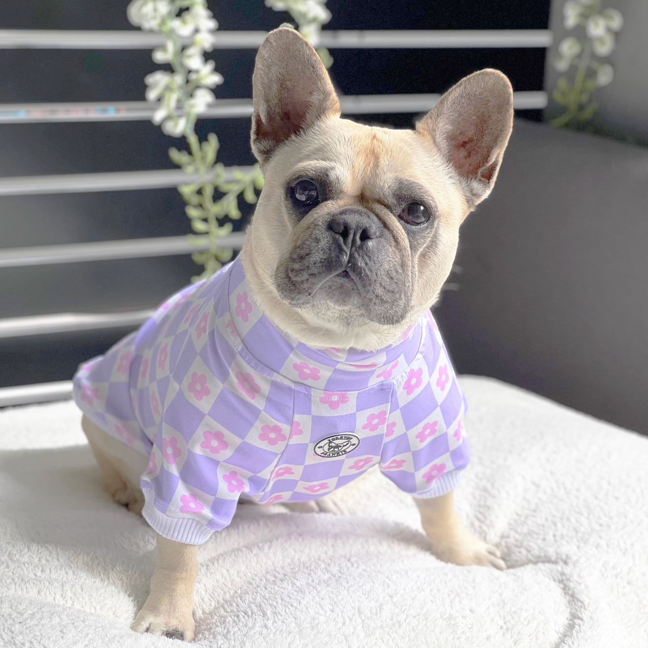 Luxe-Purple Checkered Dreams Dog Skivvy