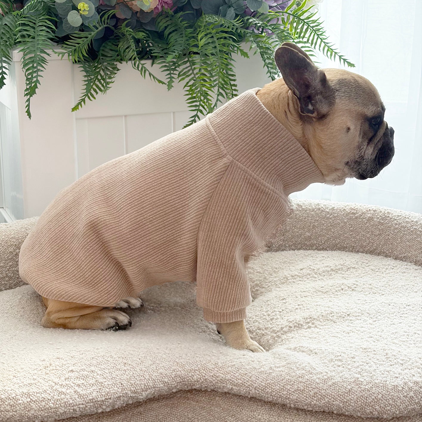 Sand Cord - Dog Skivvy