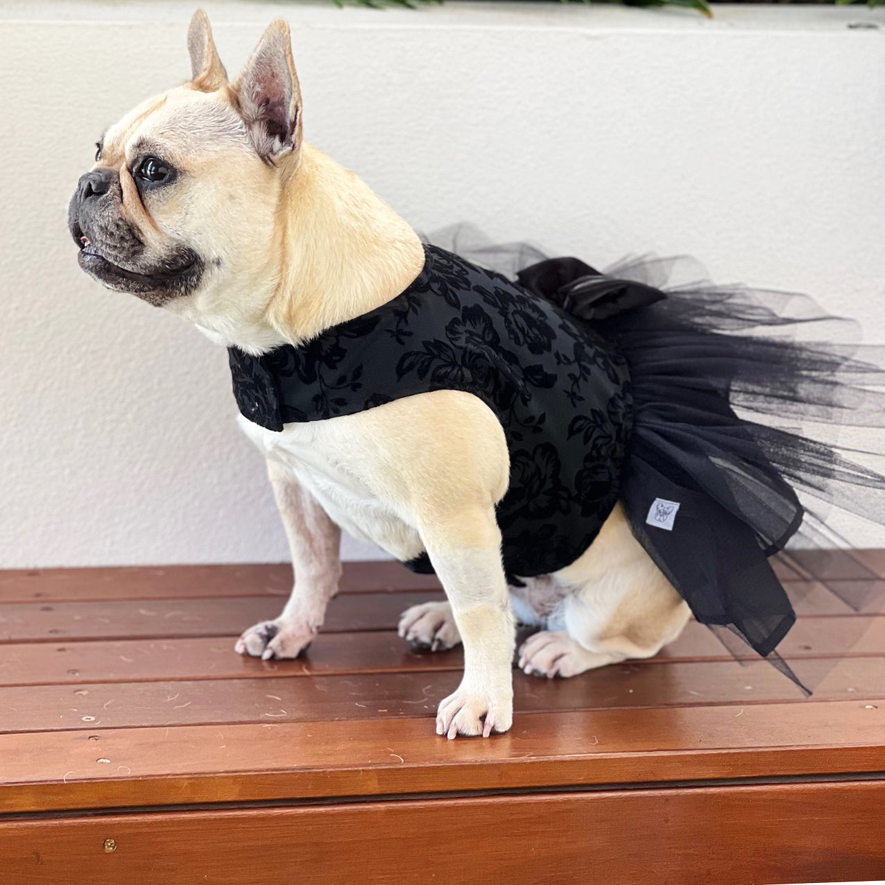 Black Mariah with Ruffles (with Tule & organza bow) Dog Dress (Limited Edition)