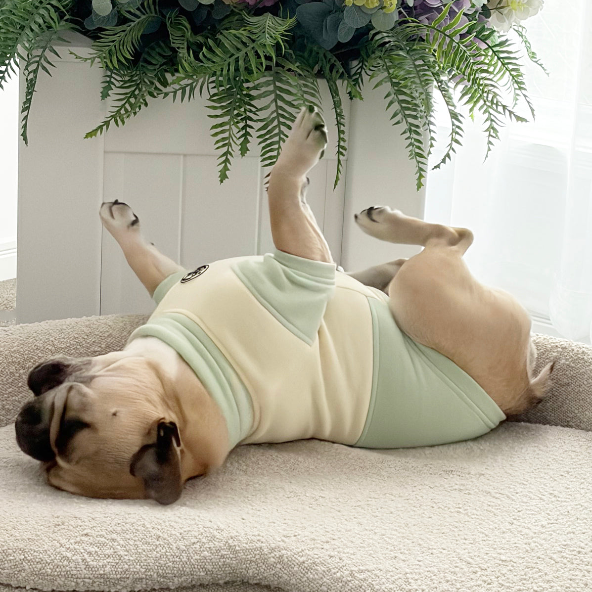 Lime Sorbet Dog Skivvy