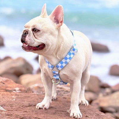 Sky Blue Check - Luxe Strap Harness