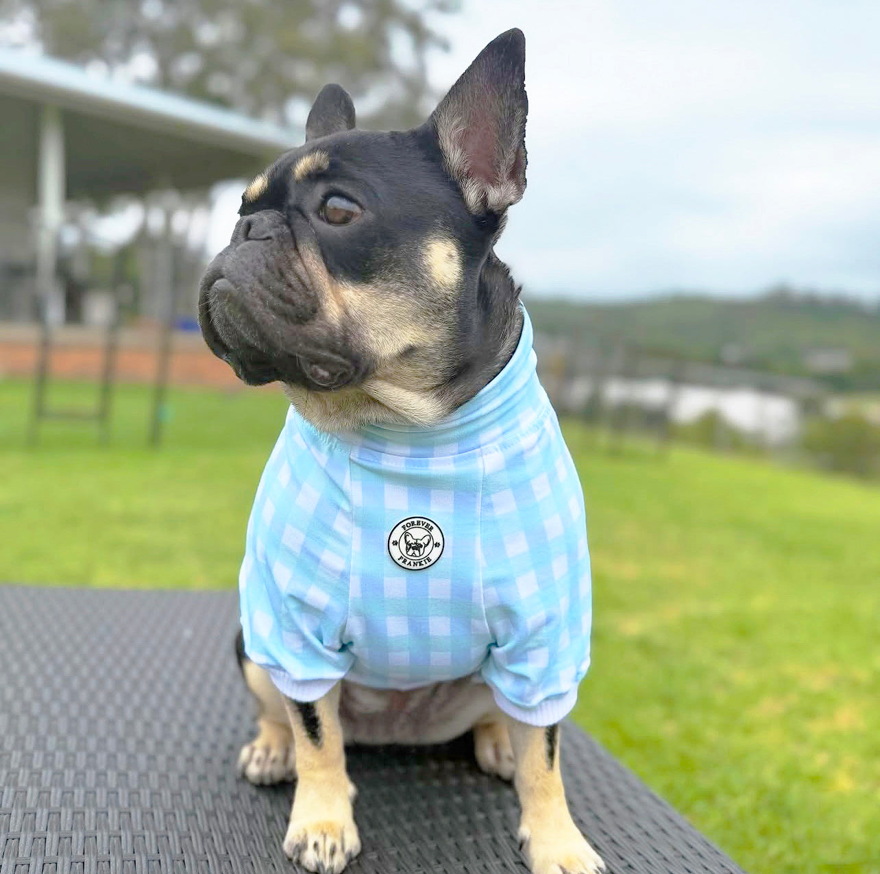 Luxe-Seafoam Snuggles Dog Skivvy