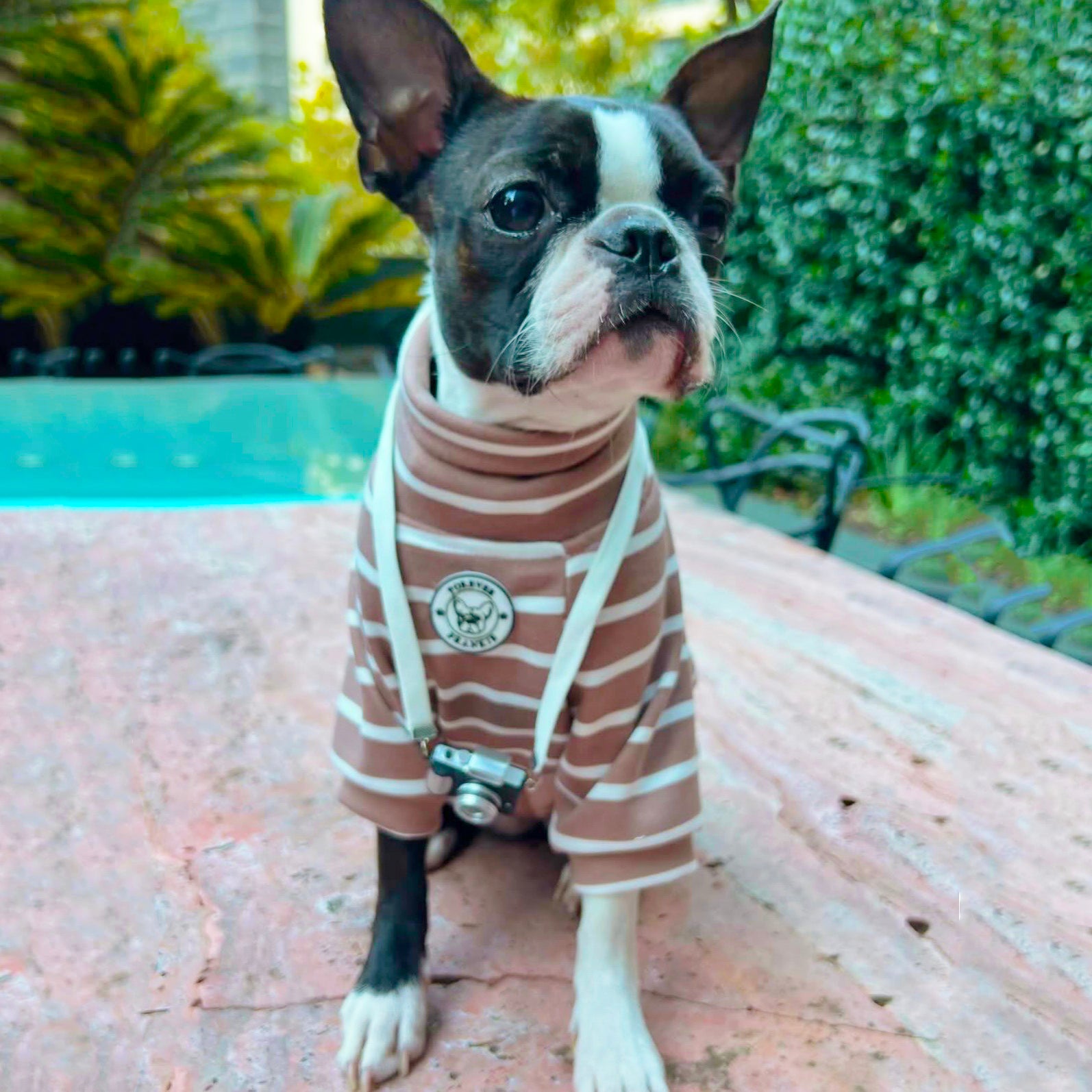 Cocoa Stripe Skivvy - Dog Skivvy