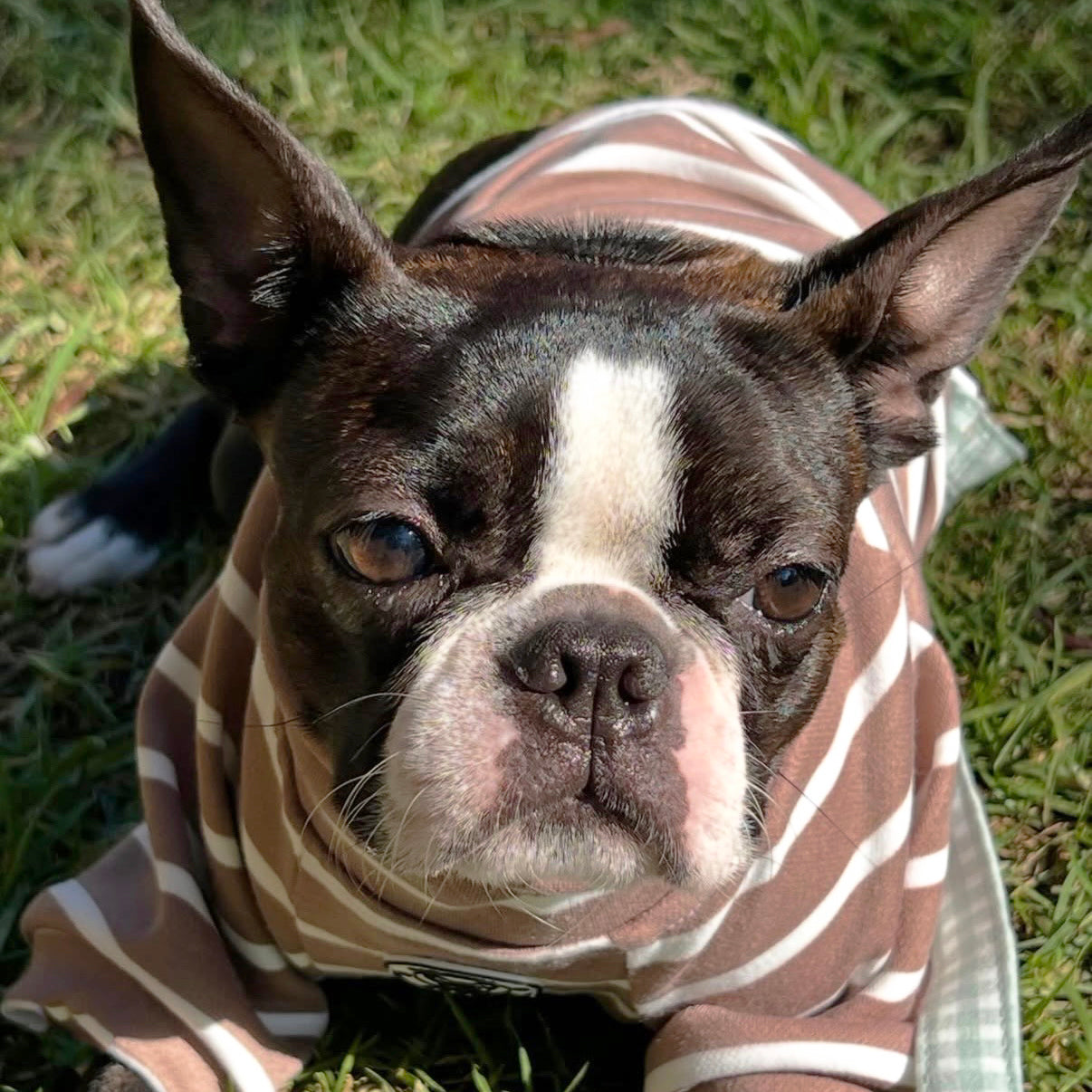 Cocoa Stripe Skivvy - Dog Skivvy