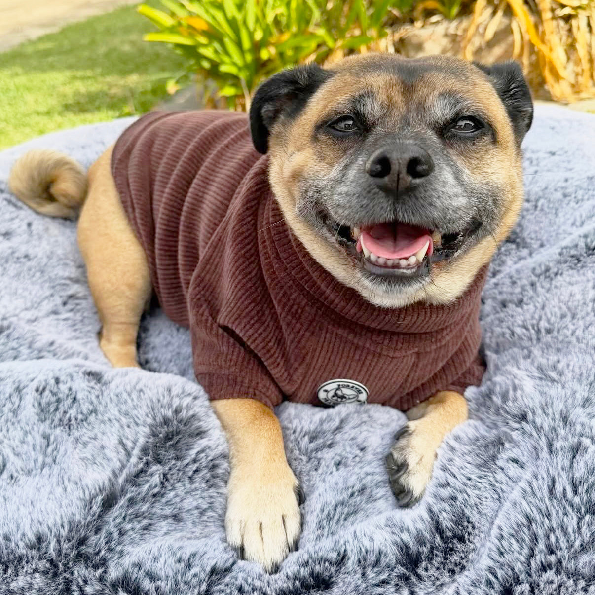 Cocoa Cord - Dog Skivvy