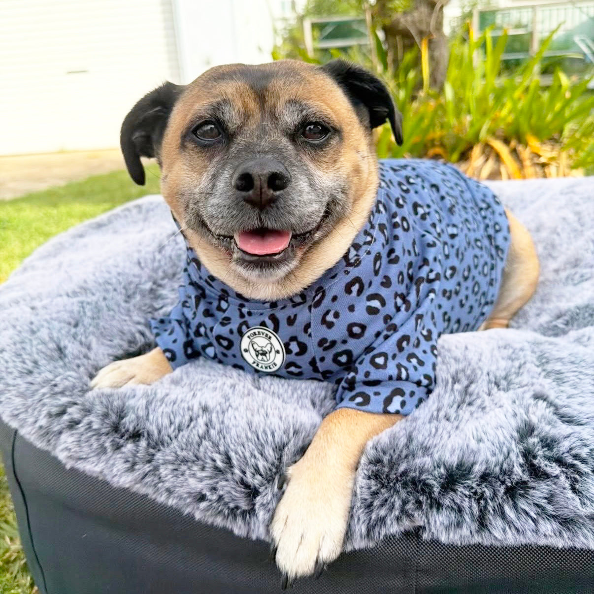 Midnight Leopard - Dog Skivvy