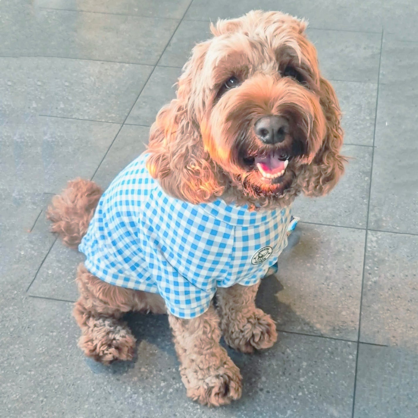 Sky Blue Gingham Check - Dog Skivvy