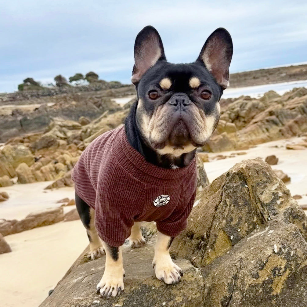 Cocoa Cord - Dog Skivvy