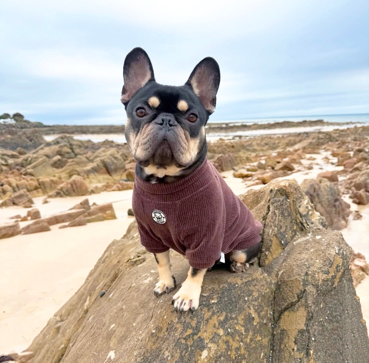 Cocoa Cord - Dog Skivvy